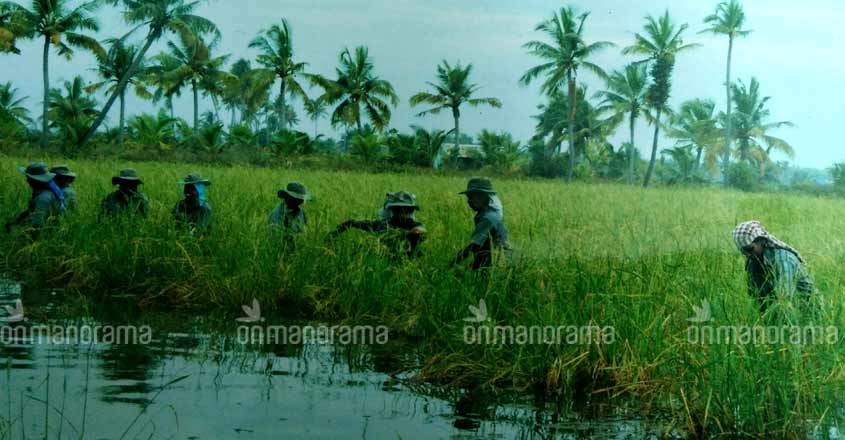 Kerala to classify farm land into 5 categories Kerala to classify farm land into 5 categories
