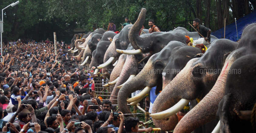Is Kerala's famed jumbo 'sukhachikitsa' an elephantine blunder? Is Kerala's famed jumbo 'sukhachikitsa' an elephantine blunder?