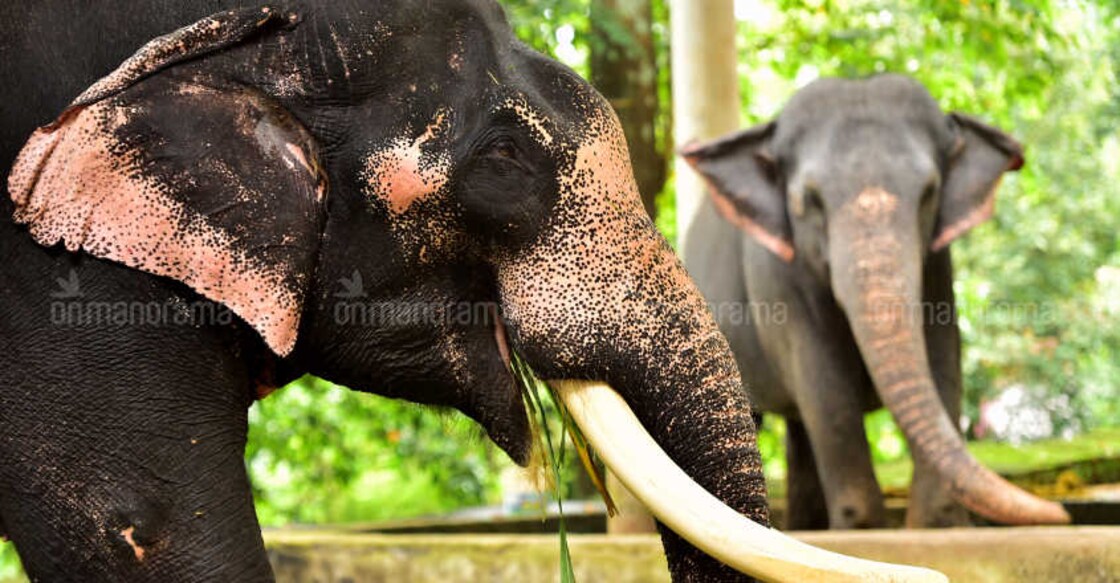 Is Kerala's famed jumbo 'sukhachikitsa' an elephantine blunder? Is Kerala's famed jumbo 'sukhachikitsa' an elephantine blunder?