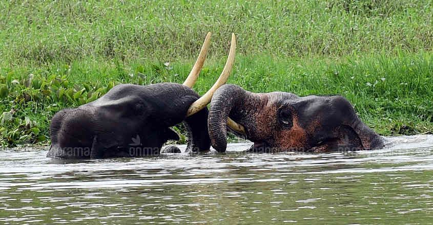 Is Kerala's famed jumbo 'sukhachikitsa' an elephantine blunder? Is Kerala's famed jumbo 'sukhachikitsa' an elephantine blunder?