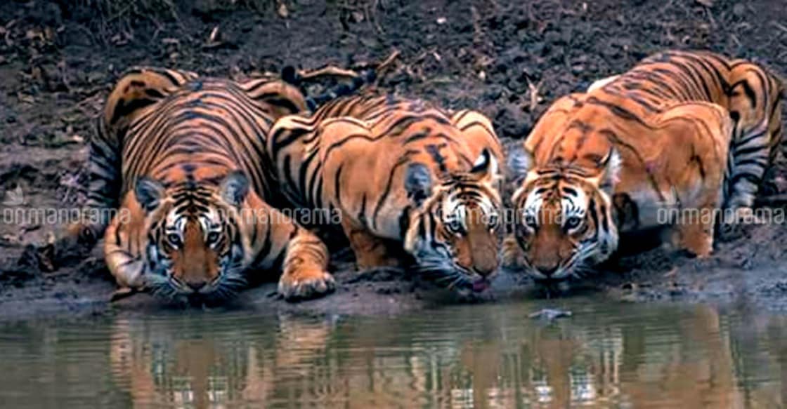 Dramatic surge in Kerala's tiger population