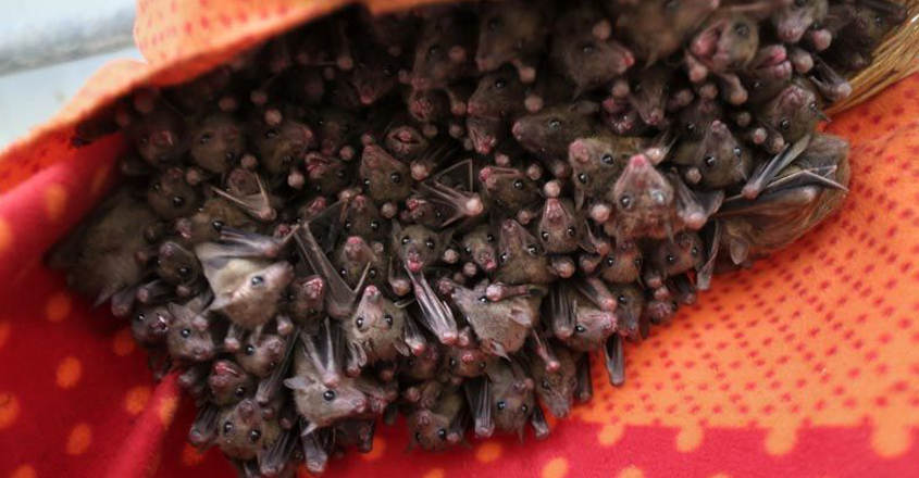 Coronavirus in China may have come from bats: Studies Coronavirus in China may have come from bats: Studies
