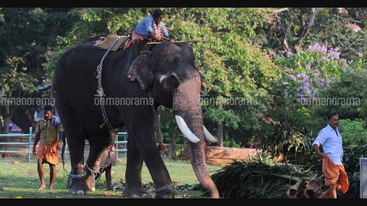 Kerala to create DNA database of captive elephants to curb illegal trade |  Latest Kerala News | Onmanorama