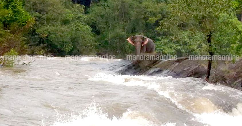 All you need to know about Athirappilly power project & impact on biodiversity | Podcast All you need to know about Athirappilly power project & impact on biodiversity | Podcast