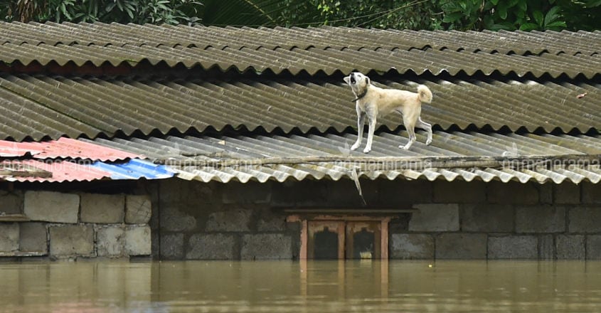 Kerala Floods - Aranmula A stranded dog atop an abandoned house at Aranmula, Kerala. Photo: Aravind Venugopal