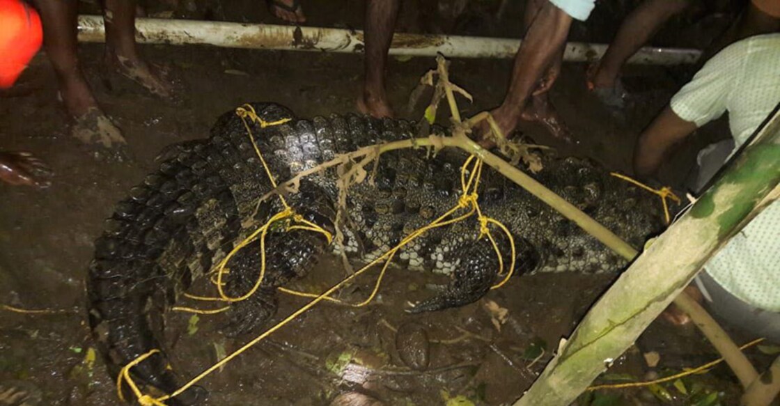 chalakkudy-croc-3