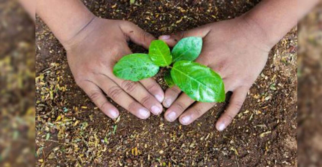 sapling-1