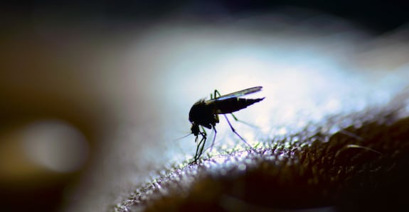West Nile fever: Samples of mosquitoes, dead crows sent to NIV Alappuzha West Nile fever: Samples of mosquitoes, dead crows sent to NIV Alappuzha