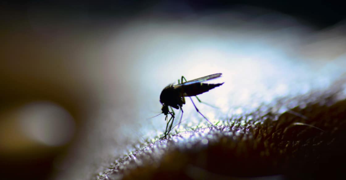 Central team in Kerala after 7-year-old tests positive for West Nile virus Central team in Kerala after 7-year-old tests positive for West Nile virus