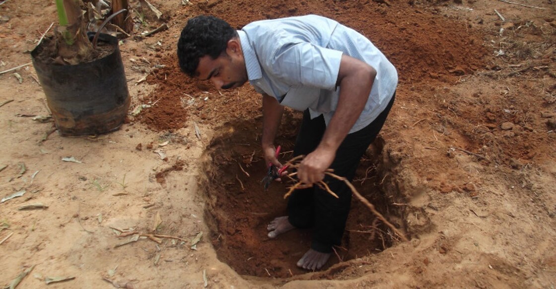 The tale of a man who 'uproots' giant trees and replants it safely