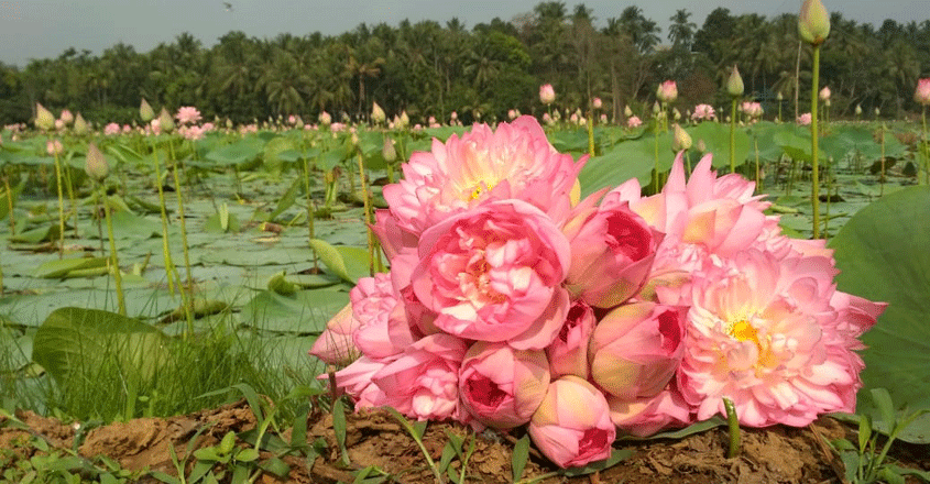 golden lotus farming