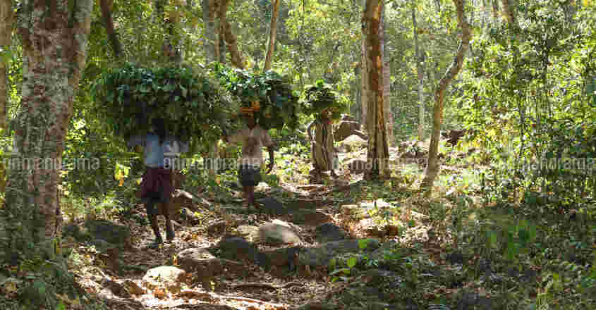 Forest land encroachers have a field day as govts dither on action Forest land encroachers have a field day as govts dither on action