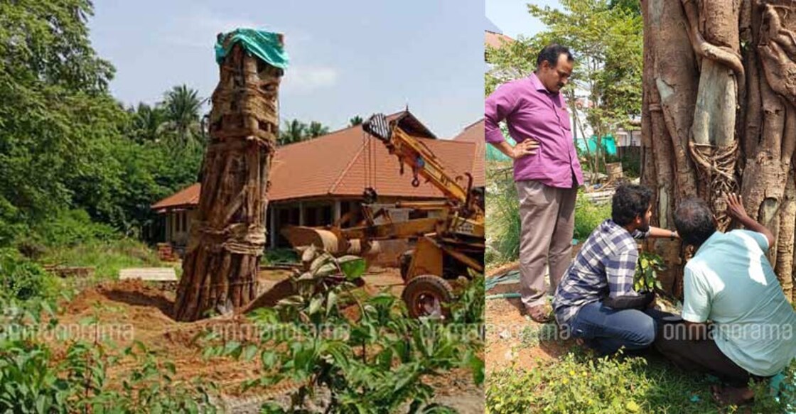 Ponnani's giant peepal tree will now live for time immemorial Ponnani's giant peepal tree will now live for time immemorial