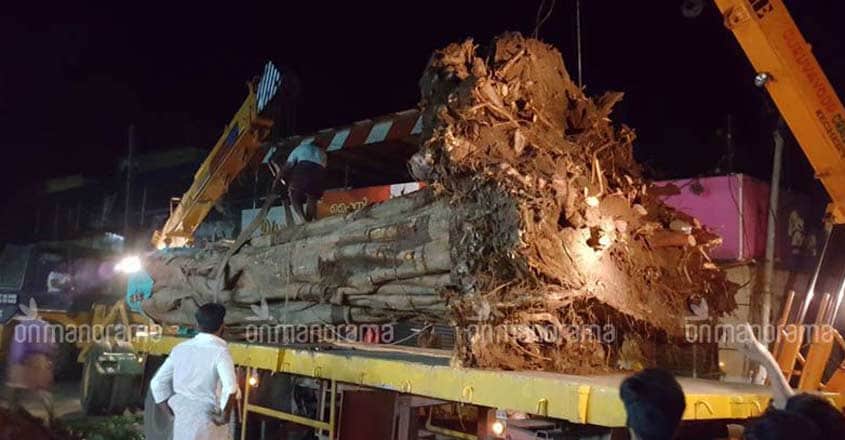 Ponnani's giant peepal tree will now live for time immemorial Ponnani's giant peepal tree will now live for time immemorial