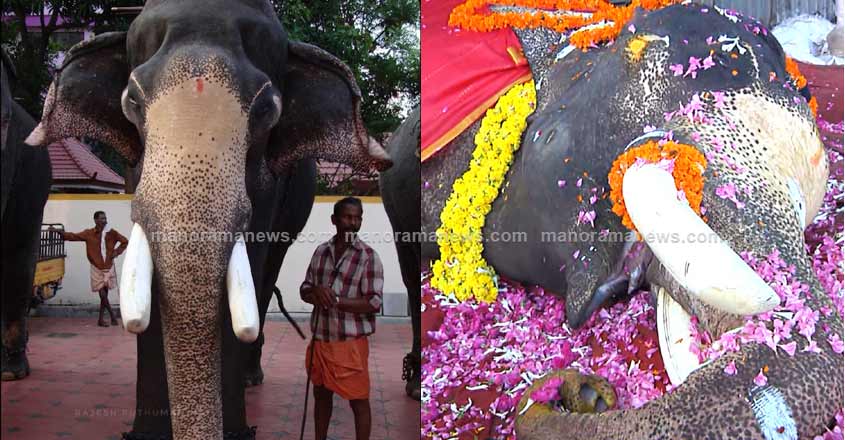 Once a majestic symbol of Thrissur pooram, tusker 'Rajendran' is no more Once a majestic symbol of Thrissur pooram, tusker 'Rajendran' is no more