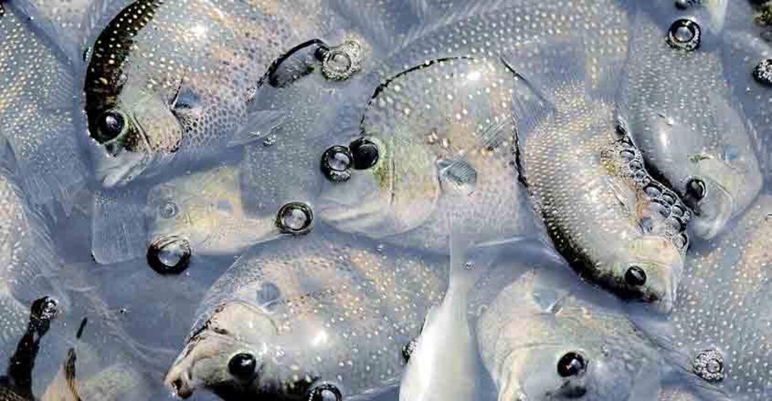 Pearl spot, clam rearing to get a fillip