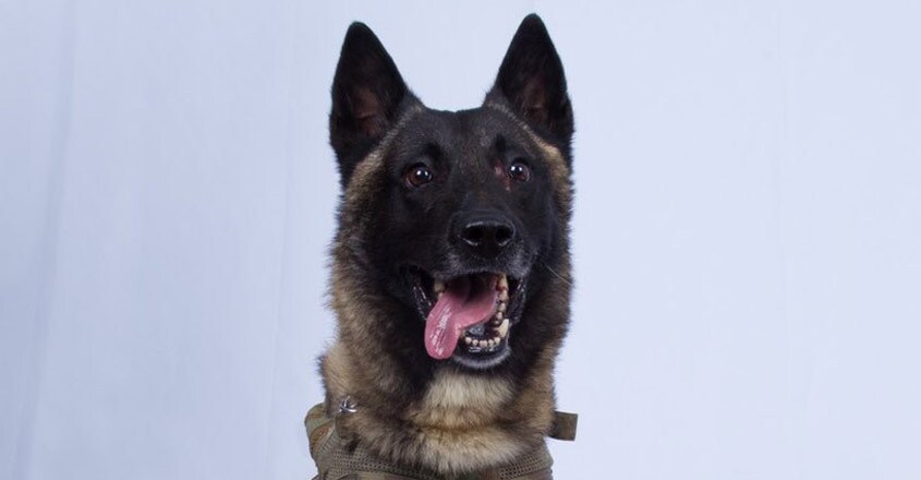 Trump tweets pic of dog injured in al-Baghdadi raid