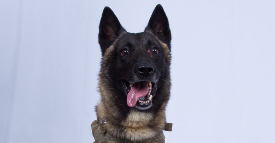 Trump tweets pic of dog injured in al-Baghdadi raid Trump tweets pic of dog injured in al-Baghdadi raid