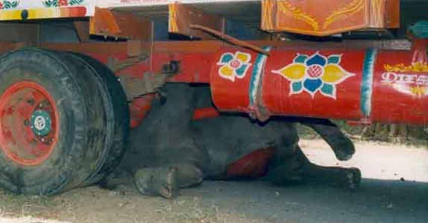 Explained | Why night traffic ban on NH-766 in Bandipur reserve forest? Explained | Why night traffic ban on NH-766 in Bandipur reserve forest?