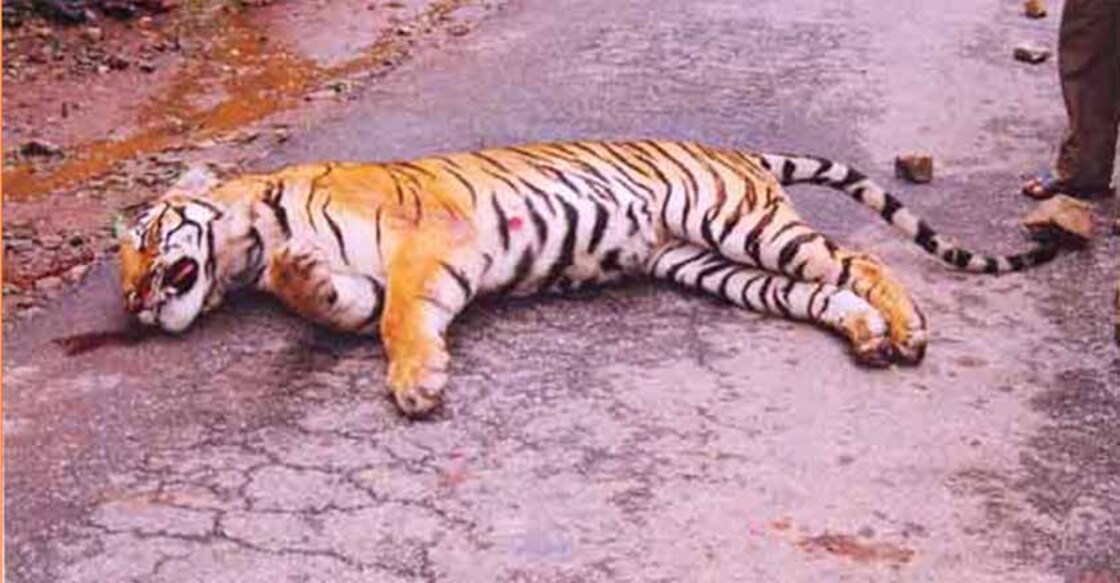 Explained | Why night traffic ban on NH-766 in Bandipur reserve forest?