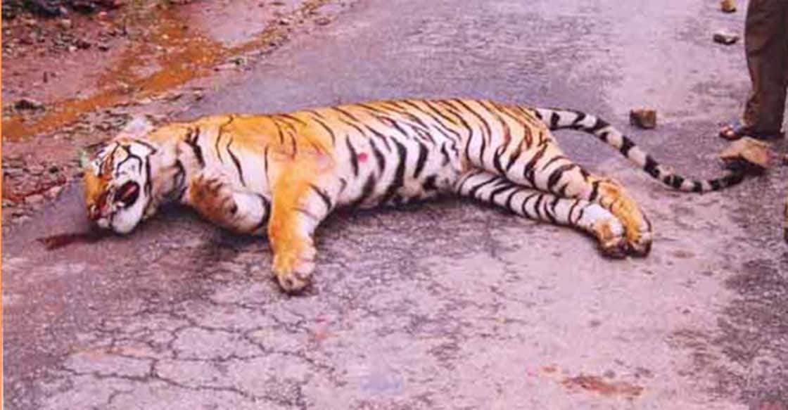 Explained | Why night traffic ban on NH-766 in Bandipur reserve forest? Explained | Why night traffic ban on NH-766 in Bandipur reserve forest?