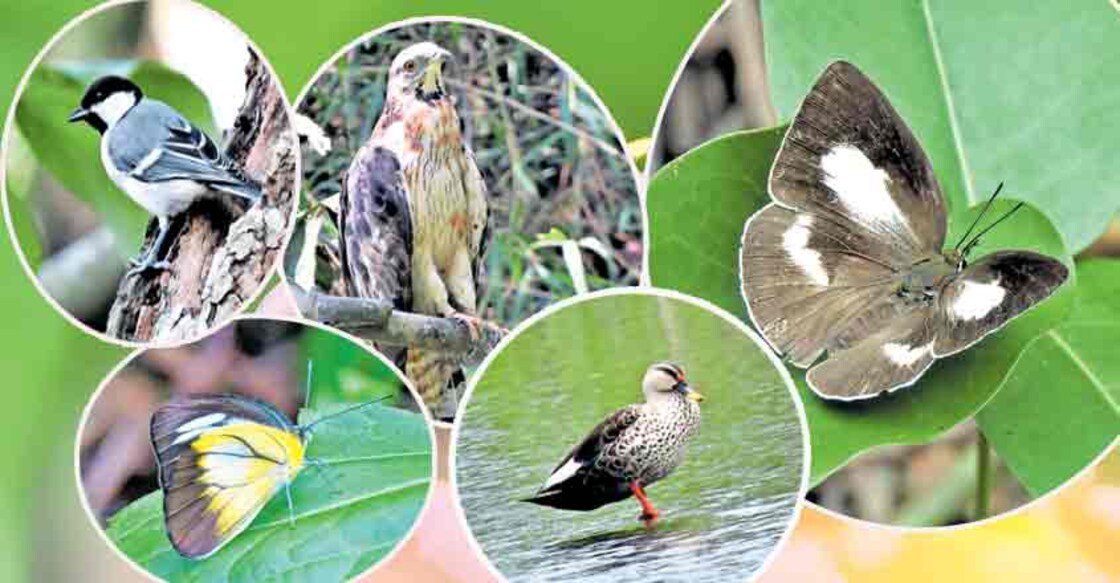 Birds, butterflies adapt well to Kochi's diverse topography