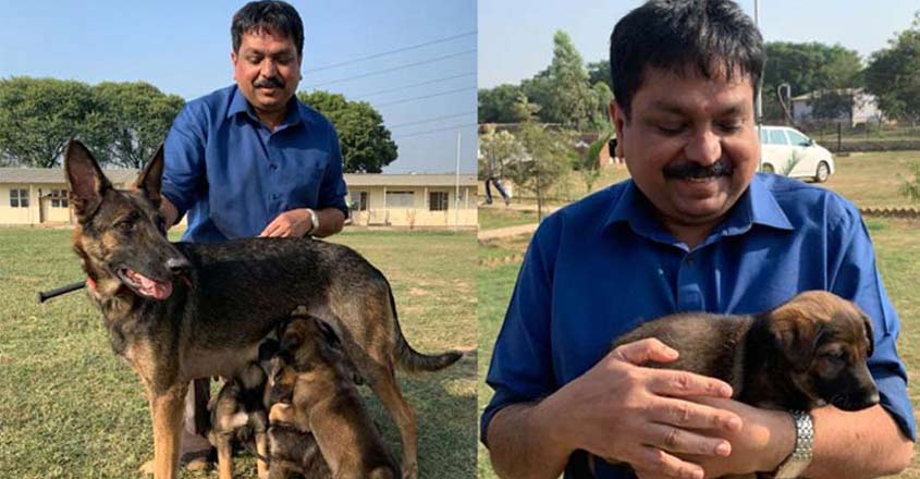 Belgian Malinois, dog breed that chased down Baghdadi, to join Kerala Police Belgian Malinois, dog breed that chased down Baghdadi, to join Kerala Police