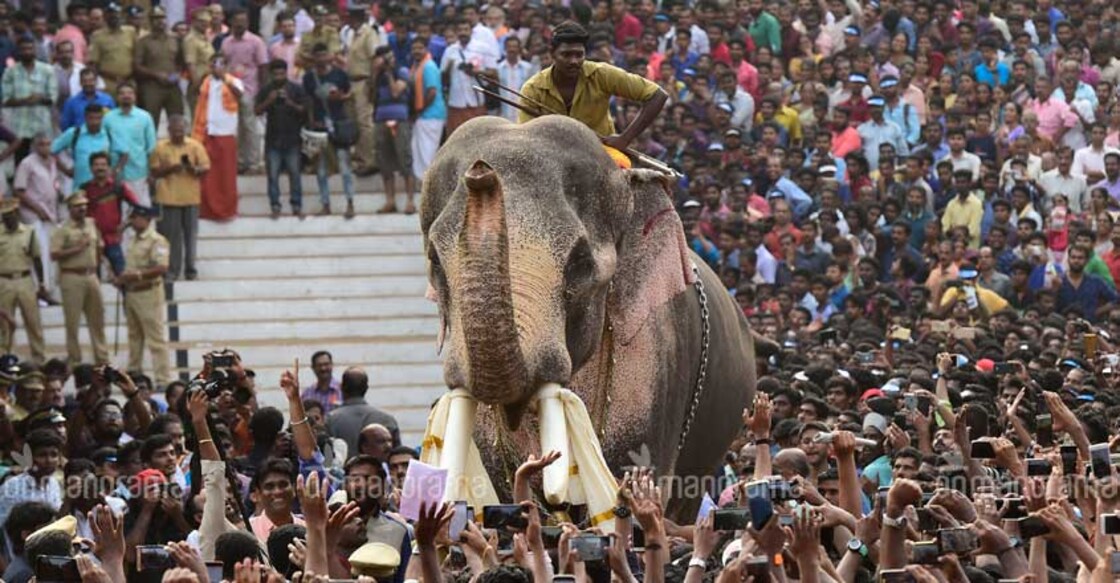 Collector's panel, not HC, will take a call on temple tusker