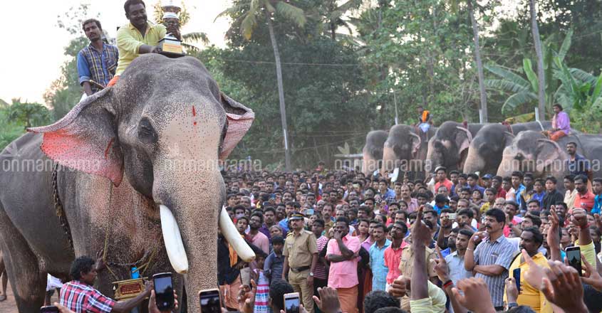 Collector's panel, not HC, will take a call on temple tusker Collector's panel, not HC, will take a call on temple tusker