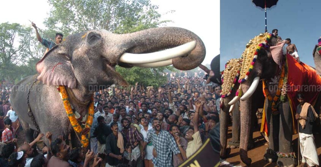 Know up close Thechikottukavu Ramachandran, the star tusker