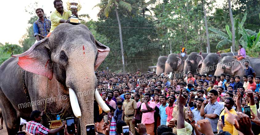 Govt bid to retire famed temple tusker irks elephant owners Govt bid to retire famed temple tusker irks elephant owners