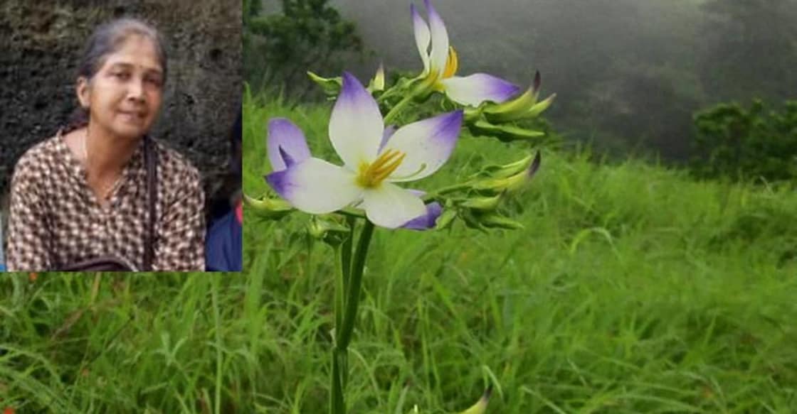 Now, endangered Kannamthali, Kayampoo set to grace your gardens Now, endangered Kannamthali, Kayampoo set to grace your gardens