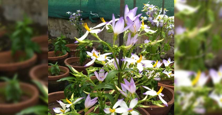 Now, endangered Kannamthali, Kayampoo set to grace your gardens Now, endangered Kannamthali, Kayampoo set to grace your gardens