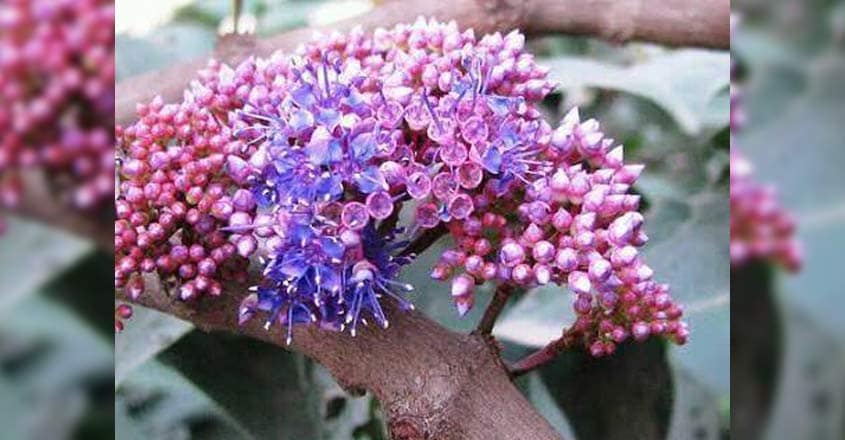 Now, endangered Kannamthali, Kayampoo set to grace your gardens Now, endangered Kannamthali, Kayampoo set to grace your gardens