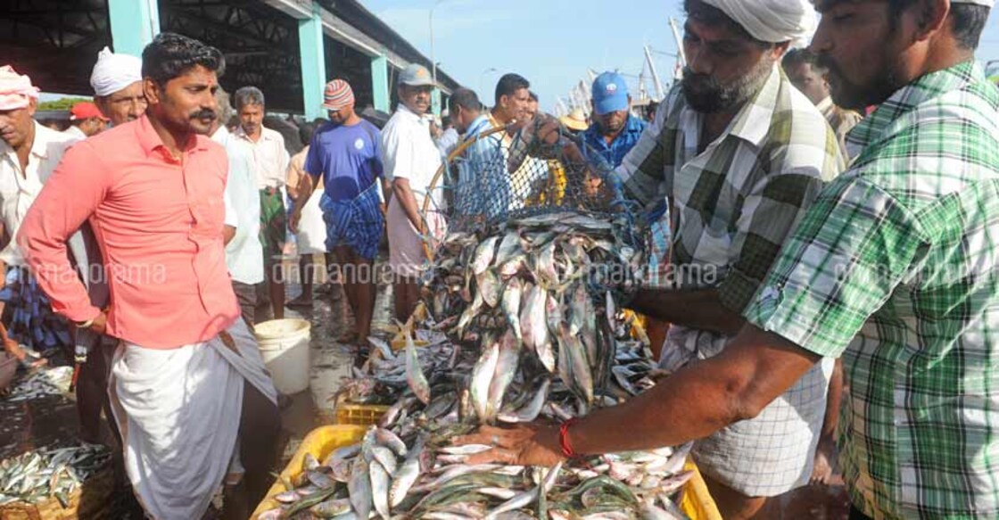 Sardine catch off Kerala coast to disappoint, El Nino blamed