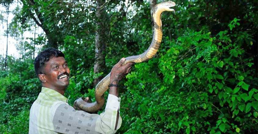 Rescuer or tormentor? Social media furiously debates snake catcher Vava  Suresh