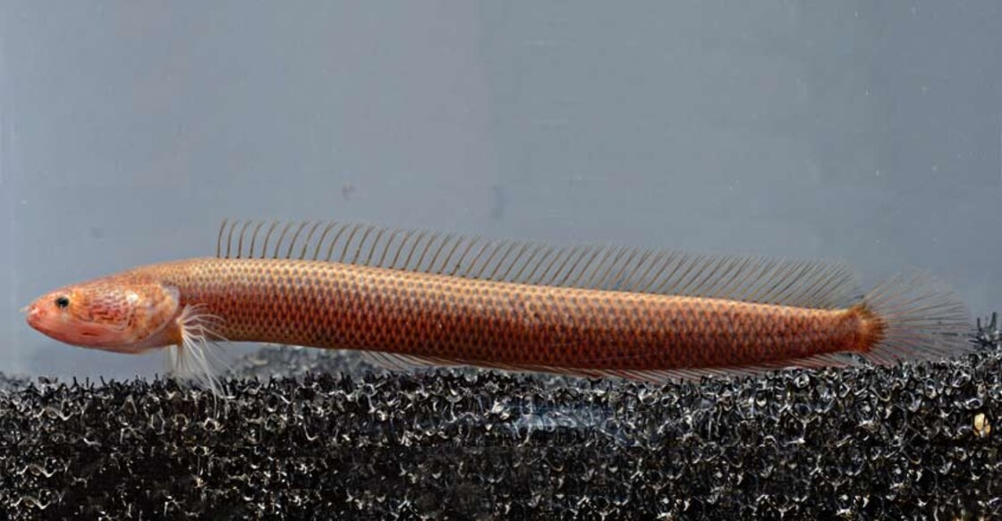 New freshwater fish species discovered in Kerala