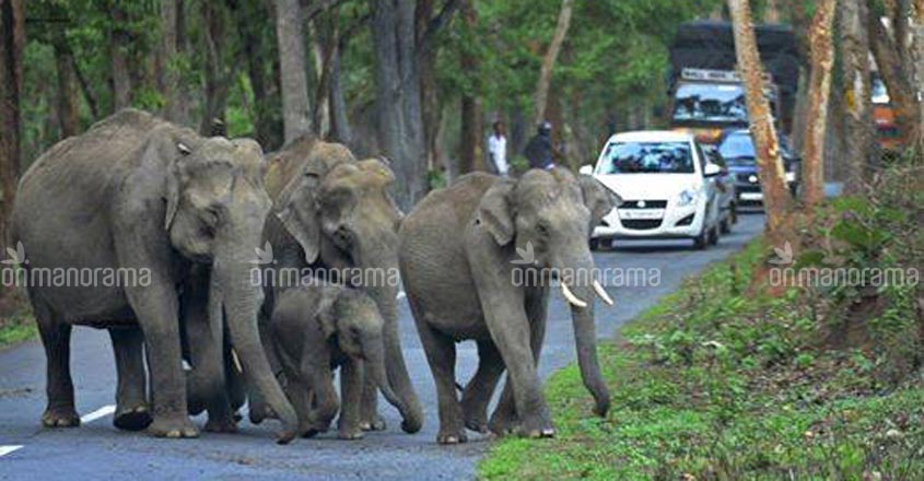 Pinarayi bats for elevated Wayanad-Mysore highway over Bandipur tiger reserve Pinarayi bats for elevated Wayanad-Mysore highway over Bandipur tiger reserve