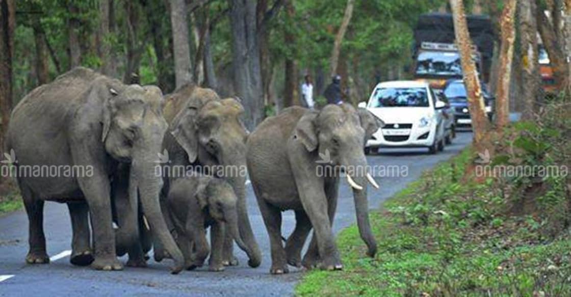 Pinarayi bats for elevated Wayanad-Mysore highway over Bandipur tiger reserve Pinarayi bats for elevated Wayanad-Mysore highway over Bandipur tiger reserve