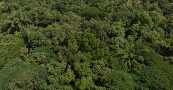 Kochi's last green lung, a 72-acre Kalamassery stretch, is in peril Kochi's last green lung, a 72-acre Kalamassery stretch, is in peril