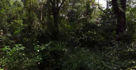 Kochi's last green lung, a 72-acre Kalamassery stretch, is in peril Kochi's last green lung, a 72-acre Kalamassery stretch, is in peril