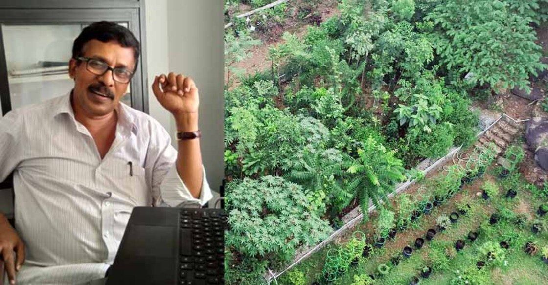 How to grow a 100-year-old tree in 15 years, meet Kerala's Miyawaki