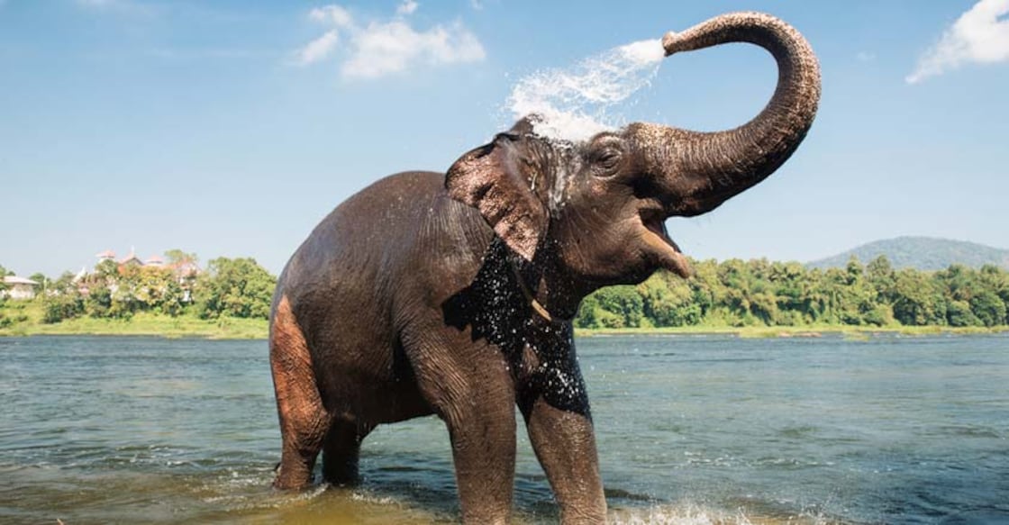 Captive elephants starving during lockdown, Kerala comes up with plan to nourish them Captive elephants starving during lockdown, Kerala comes up with plan to nourish them