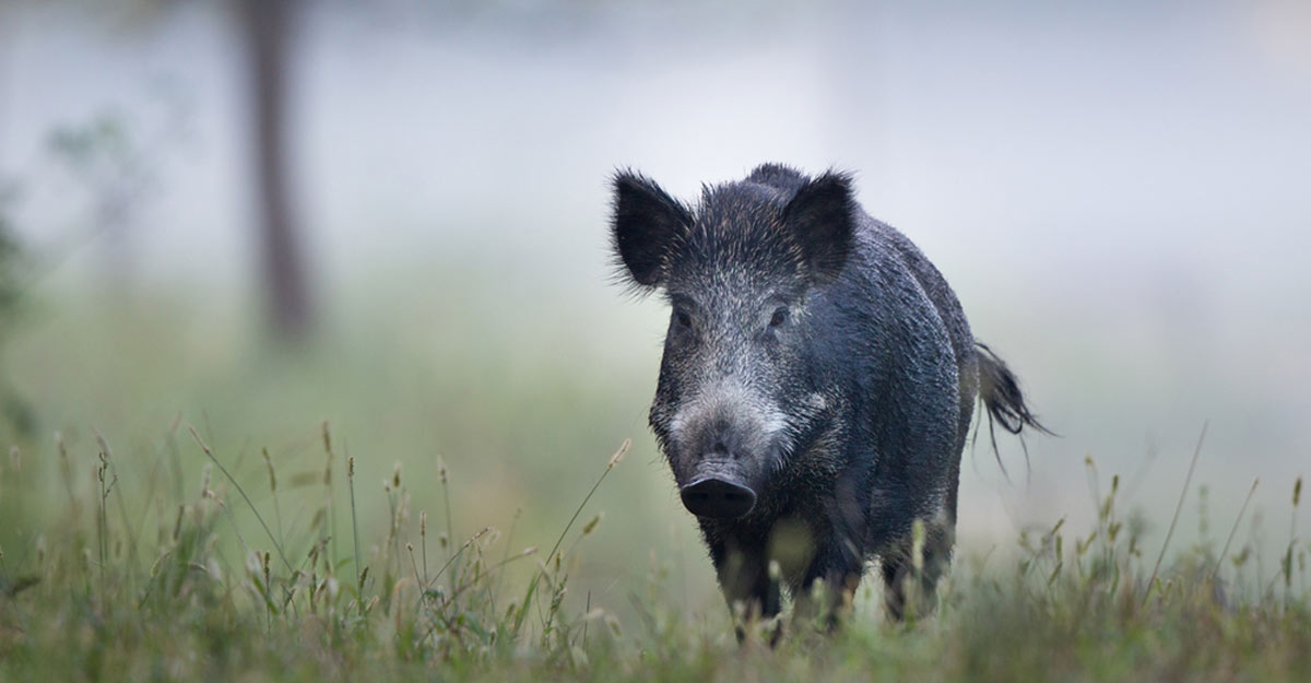 Order to gun down wild boars to be valid for 6 more months Order to gun down wild boars to be valid for 6 more months