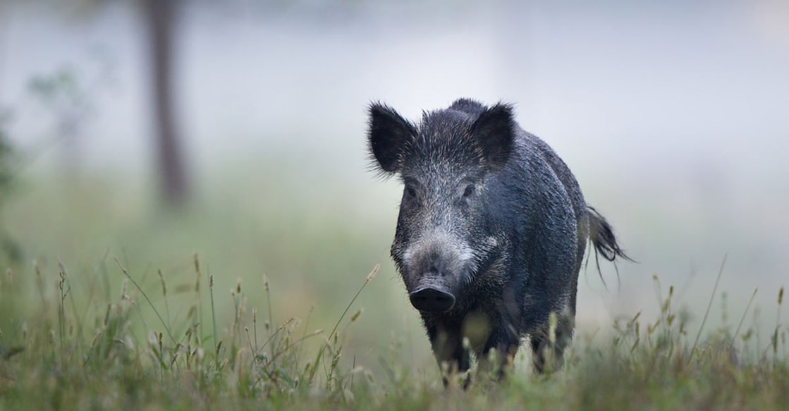 Order to gun down wild boars to be valid for 6 more months 
