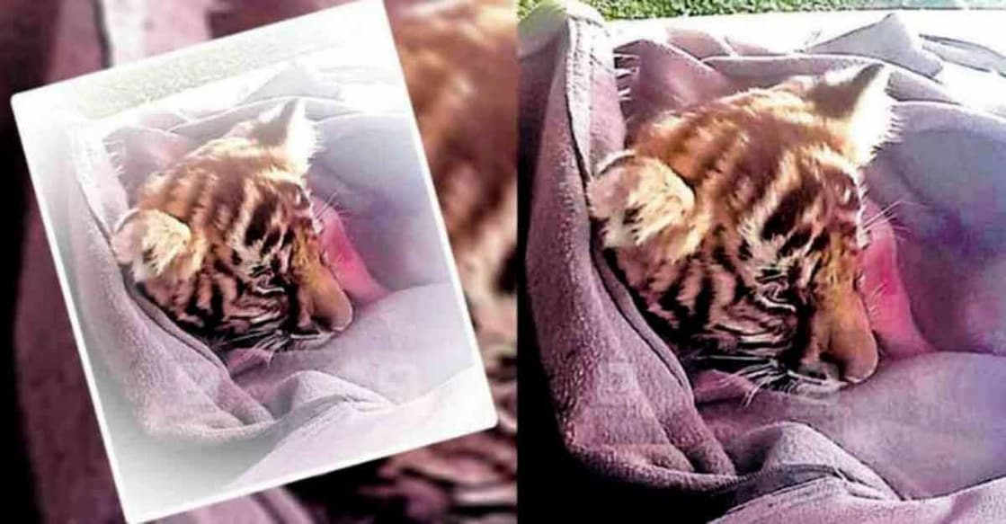 Efforts on to save cub rescued from Periyar Tiger Reserve Efforts on to save cub rescued from Periyar Tiger Reserve
