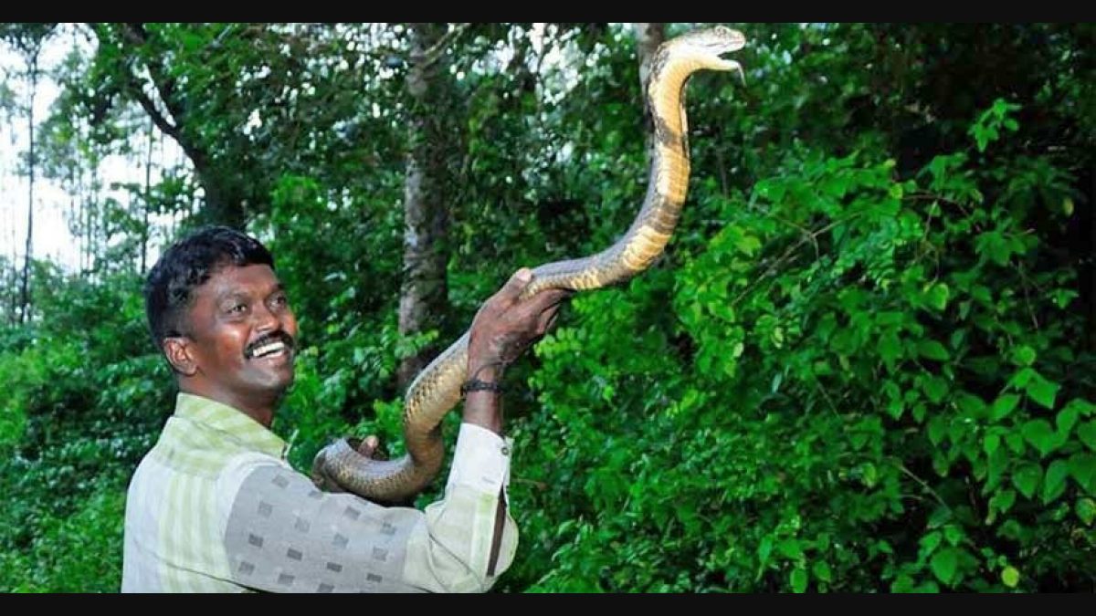 Vava Suresh, who rescued 50,000 snakes in Kerala, stable after viper bite |  Kerala News | Onmanorama