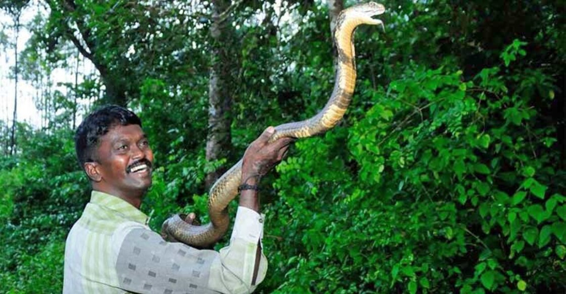 Vava Suresh, who rescued 50,000 snakes in Kerala, stable after viper bite