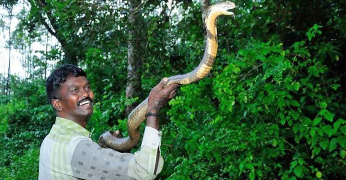 Vava Suresh, who rescued 50,000 snakes in Kerala, stable after viper bite Vava Suresh, who rescued 50,000 snakes in Kerala, stable after viper bite