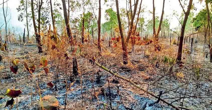'Manorama Online' web series on forest fires 'Manorama Online' web series on forest fires